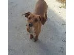 Adopt Cocoa a Black - with White Dachshund  Mixed dog in Transfe