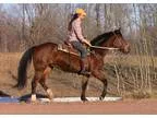 Fun Saddle Trained BLM Mustang