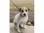 Adopt Sally a Jack Russell Terrier Mixed dog in Salt Lake City