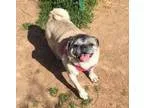 Adopt Pugsley a Pug
