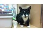 Adopt justice a Domestic Short Hair-black and white