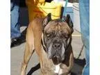 Adopt Billy a Cane Corso Mastiff