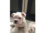 eerrgghh.Quality English Bulldog Puppies