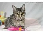 Adopt Aldine a Gray or Blue Domestic Shorthair  Mixed cat in San