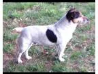 Adopt Rusty a White - with Brown or Chocolate Beagle  Mixed dog 