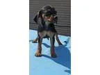 Adopt Bicardi a Black - with Tan Yellow or Fawn Dachshund  Mixed