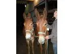 Adopt Fred a Mule