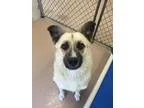 Adopt Scrappy a German Shepherd Dog