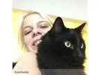 Experienced Summer Pet Sitter