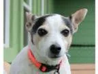 Adopt Ruthie a RedGoldenOrangeCh estnut Australian Cattle Dog  M