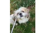 Adopt Charlie a Black - with Gray or Silver Dachshund  Mixed dog