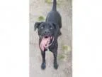 Adopt Abby a Black Labrador Retriever Mixed dog in Va Beach VA