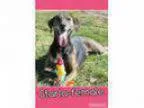 Adopt Starla (senior discount) a Brindle Plott Hound Treeing Wa