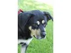Adopt Dutchess a Rottweiler Labrador Retriever