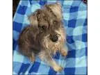 Adopt Scruffy a Standard Schnauzer  Mixed dog in Shreveport LA (