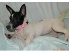 Adopt Jules a Fox Terrier