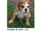 Puppies for sale