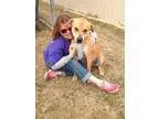 Adopt Tanner PERSONALITY PLUS a RedGoldenOrangeCh estnut Labrado