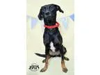 Adopt Dixie at Jefferson Feed a Miniature Pinscher  Mixed dog in