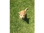 Adopt Giacomo a Dachshund Labrador Retriever