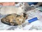 Mini mountain lions for your exotic cat experience