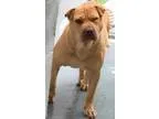 Adopt Sunshine-shelter a Shar Pei