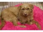 Adopt Diller a TanYellowFawn Norfolk Terrier  Mixed dog in Hilto