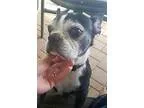 Adopt Mosi Ann a Boston Terrier