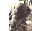 Adopt Maggie May and Sugar a Brindle Pekingese  Mixed dog in cle