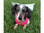 Adopt Joy Jonquil a Dachshund