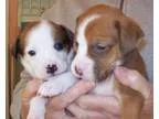 Adopt Perla a Black - with Brown Red Golden Orange or Chestnut M
