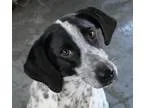 Adopt Lexi a White - with Black Hound (Unknown Type)  Mixed dog 