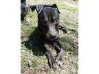Adopt Clover a Staffordshire Bull Terrier