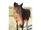 Adopt Luther a BrownChocolate - with Black Basset Hound  Shepher