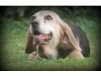 Adopt Miss Divine a Beagle