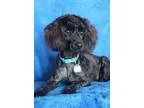 Adopt Pepper a Black Poodle (Toy or Tea Cup)  Mixed dog in Wichi