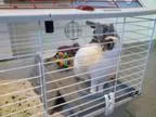 Adopt AVERY a White - with Tan Yellow or Fawn Great Pyrenees  Mi