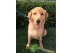 Adopt Craven a Golden Retriever