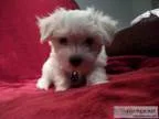 Maltese Puppys Born