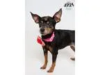 Adopt Princess Alli in a foster home a Miniature Pinscher  Mixed