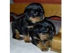 Top Quality Rottweiler Puppies
