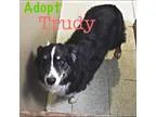 Adopt Trudy a Australian Shepherd