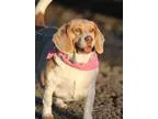 Adopt Missy a TanYellowFawn - with White Beagle  Mixed dog in Tr