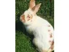 Adopt Skipper a American
