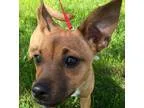 Adopt Lillie a Cairn Terrier Jack Russell Terrier