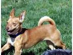 Adopt Timmy a TanYellowFawn - with White Dachshund  Terrier (Unk