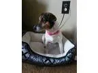 Adopt Martha a Beagle Labrador Retriever