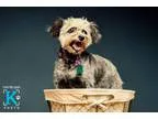 Adopt Stormy a GrayBlueSilverSal t and Pepper Standard Schnauzer