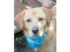 Adopt Pepper a Basset Hound