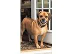 Adopt Rocky a TanYellowFawn Pug  Beagle  Mixed dog in New York